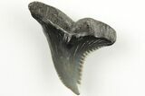 Snaggletooth Shark (Hemipristis) Tooth - Aurora, NC #203582-1